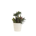 L'Oca Nera Cactus - 1N14 - Stilato